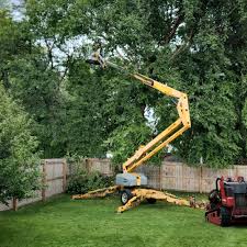 Reliable Cedar Creek, TX Tree Care Solutions