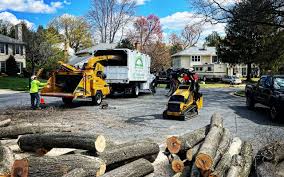 Best Tree Risk Assessment  in Cedar Creek, TX