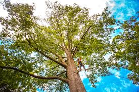 Best Lawn Pest Prevention  in Cedar Creek, TX