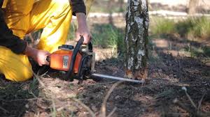 Best Grass Overseeding  in Cedar Creek, TX