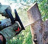Best Emergency Tree Removal  in Cedar Creek, TX