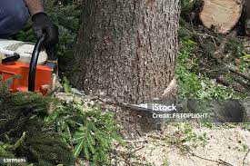 Best Emergency Tree Removal  in Cedar Creek, TX