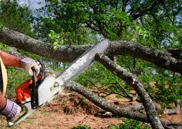 Best Lawn Renovation and Restoration  in Cedar Creek, TX