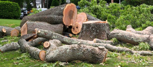 Best Lawn Disease Treatment  in Cedar Creek, TX