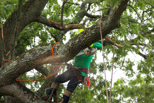 Best Root Management and Removal  in Cedar Creek, TX