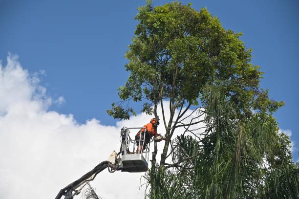 Best Firewood Processing and Delivery  in Cedar Creek, TX