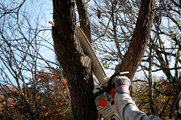 Best Leaf Removal  in Cedar Creek, TX