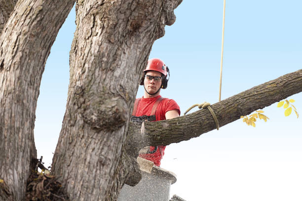 Best Utility Line Clearance  in Cedar Creek, TX