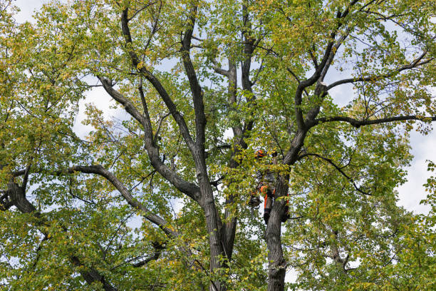 Best Tree Disease Treatment  in Cedar Creek, TX